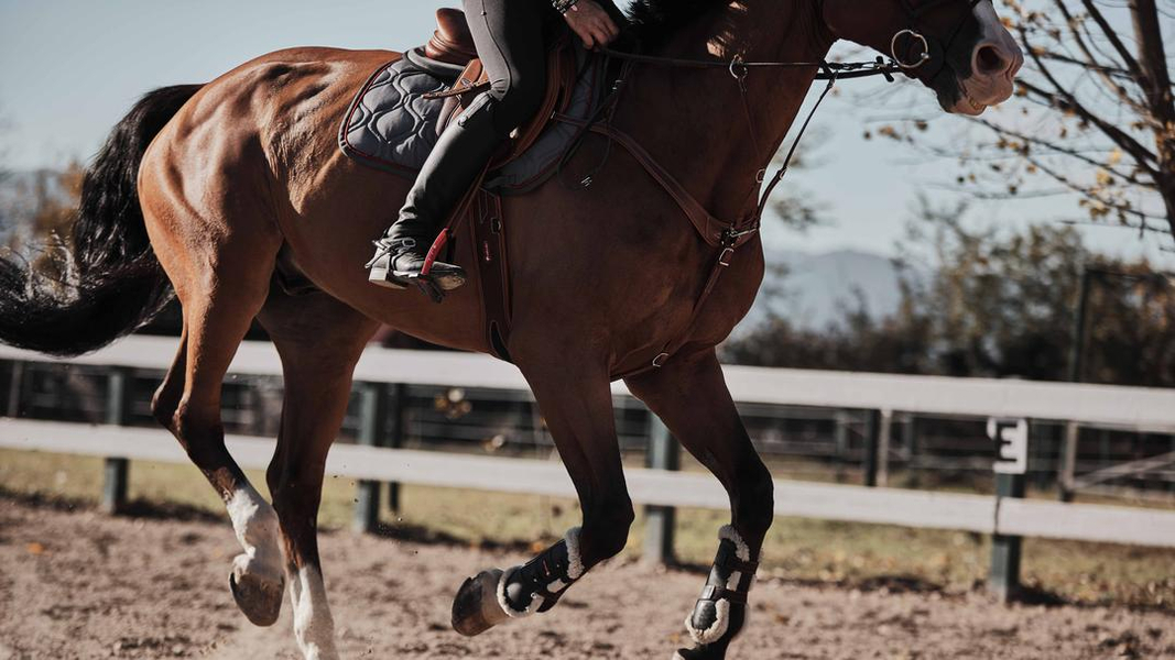 Zdjęcie na okładce dla x-Horse.com - siodła to nasza specjalność